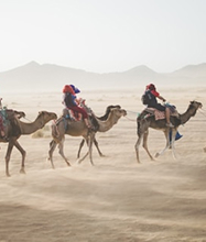 Camels in desert